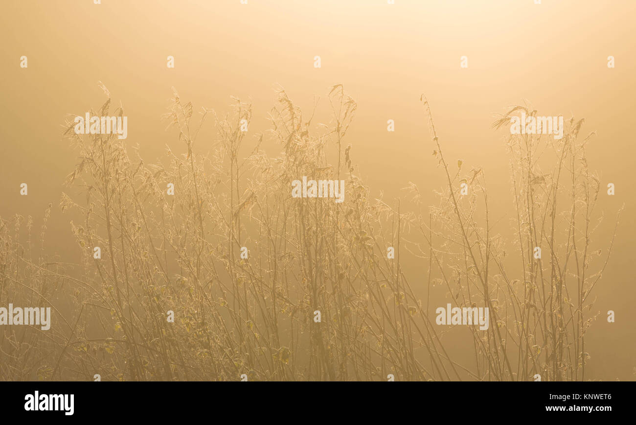 Frost covered tall grasses in golden winter sunlight Stock Photo