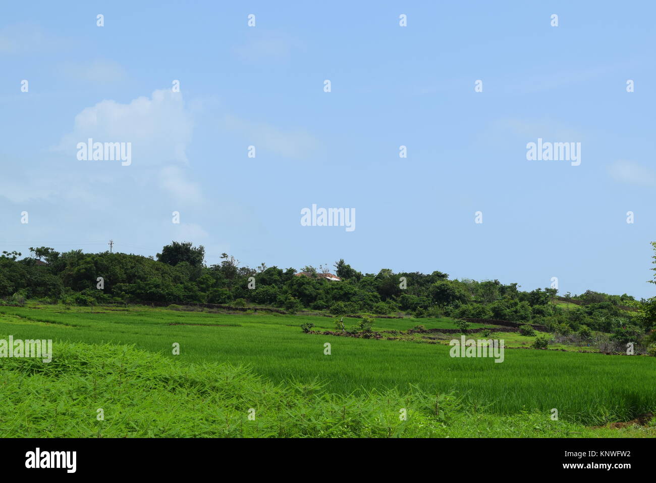 Green farms for farm house or farms for sale photos. Beautiful farms full of greenery and mountain view. Beautiful farm background with cloudy sky. Stock Photo