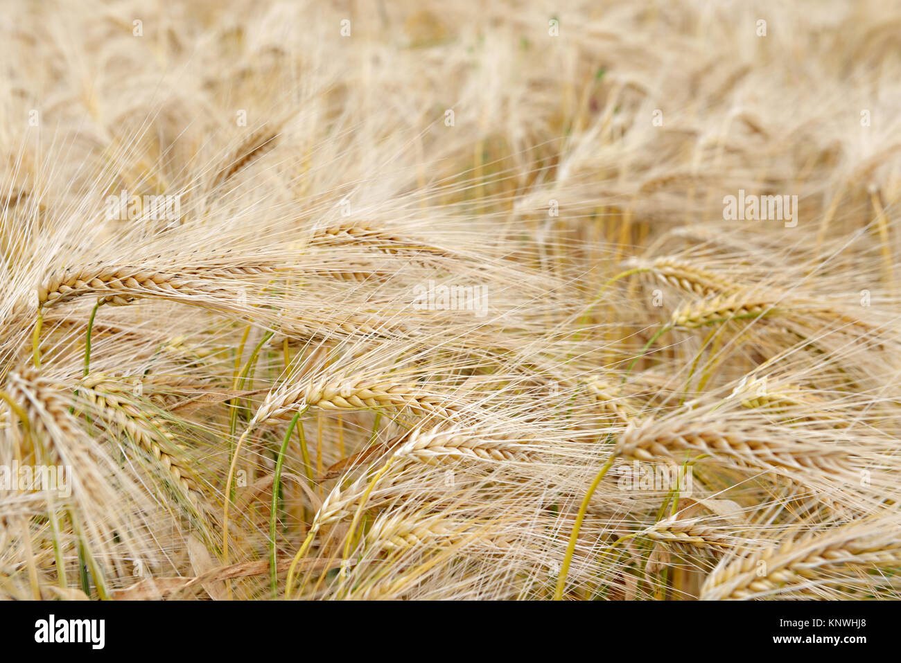 Ripe wheat plants in the field closeup photo Stock Photo - Alamy
