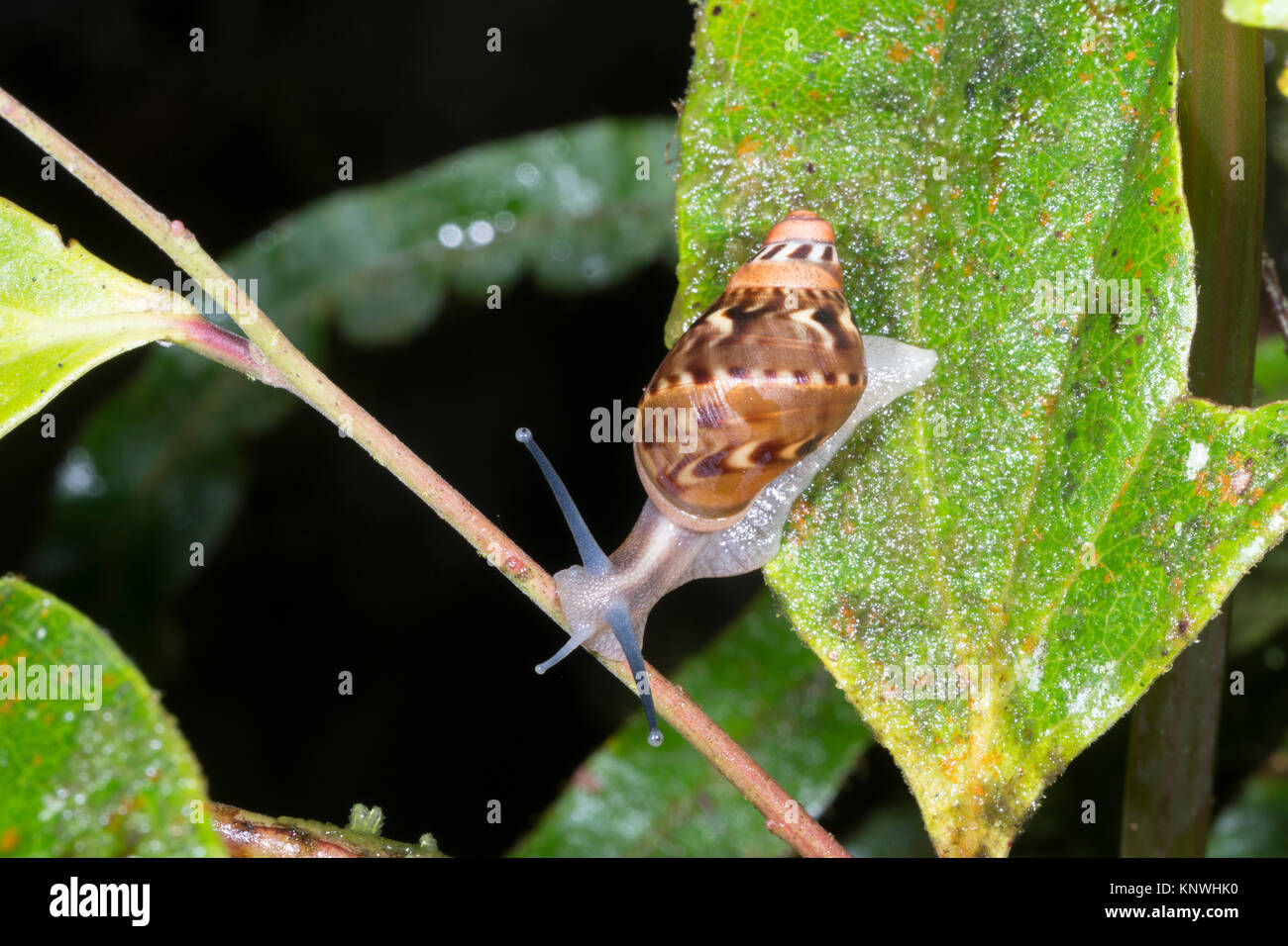 A small snail active at night  in the understory of montane rainforest in the Cordillera del Condor, the Ecuadorian Amazon. An area of exceptionally h Stock Photo