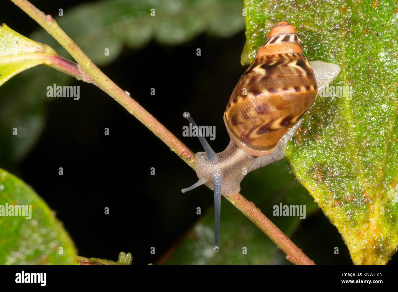 A small snail active at night  in the understory of montane rainforest in the Cordillera del Condor, the Ecuadorian Amazon. An area of exceptionally h Stock Photo