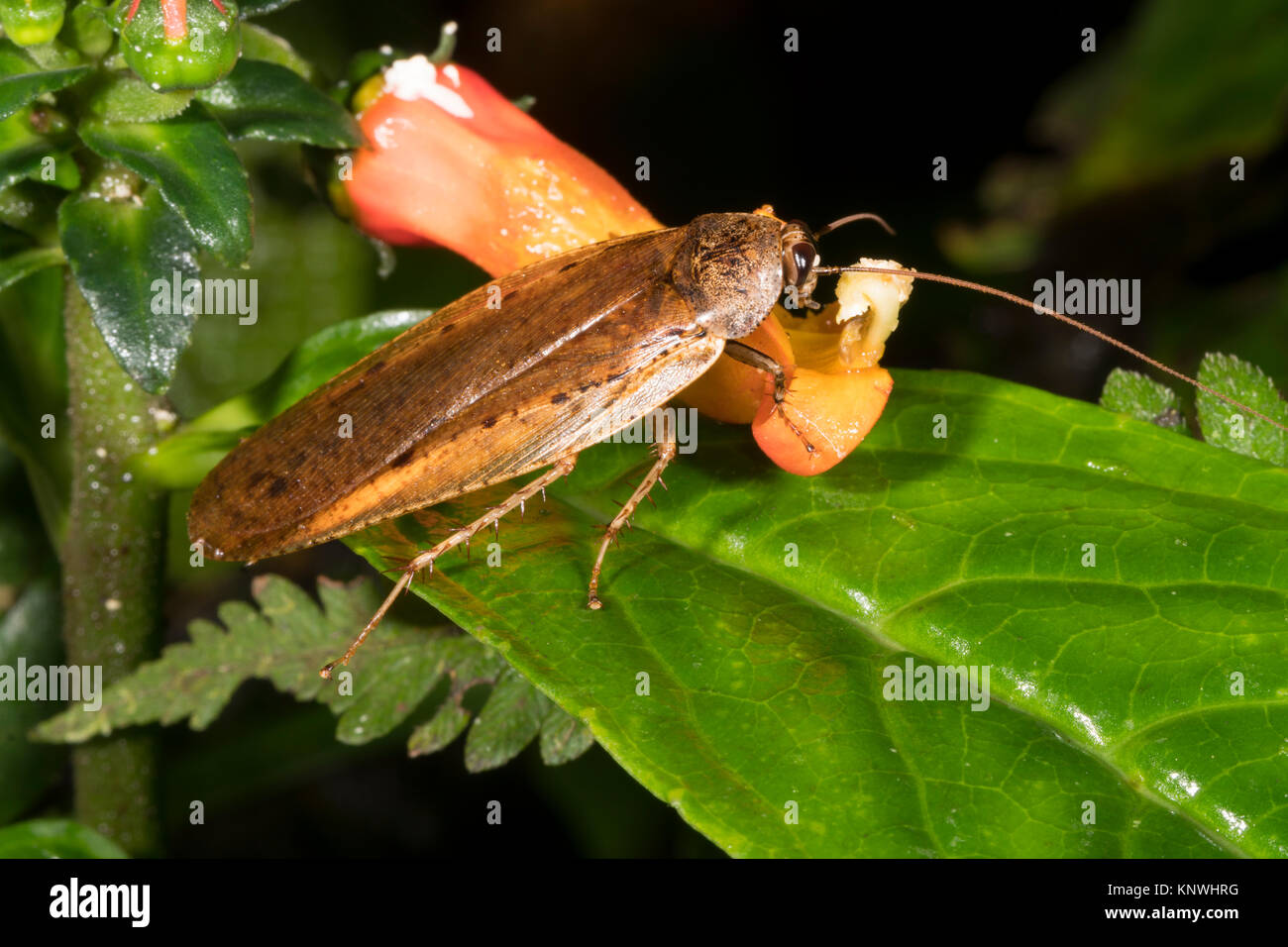 Cockroach feeding on a red Gesneriad flower in montane rainforest in the Cordillera del Condor, the Ecuadorian Amazon. An area of exceptionally high b Stock Photo