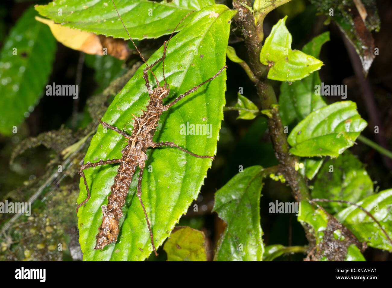 Spiny stick insect photographed at night in montane rainforest in the Cordillera del Condor, the Ecuadorian Amazon. An area of exceptionally high biod Stock Photo