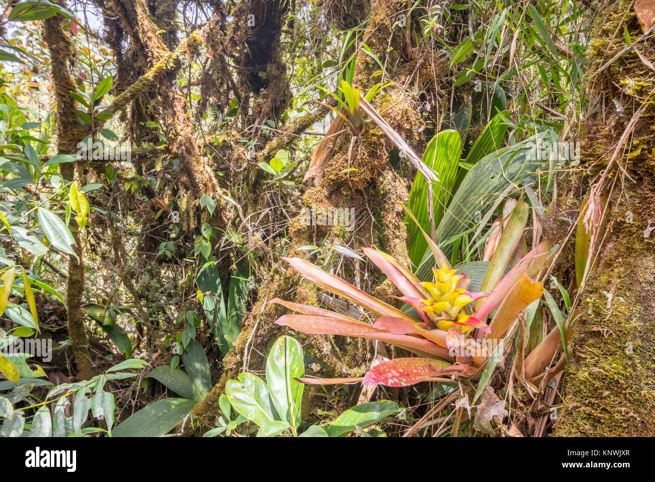 Monwane Tree Interior of montane rainforest with mossy tree trunks and many ...