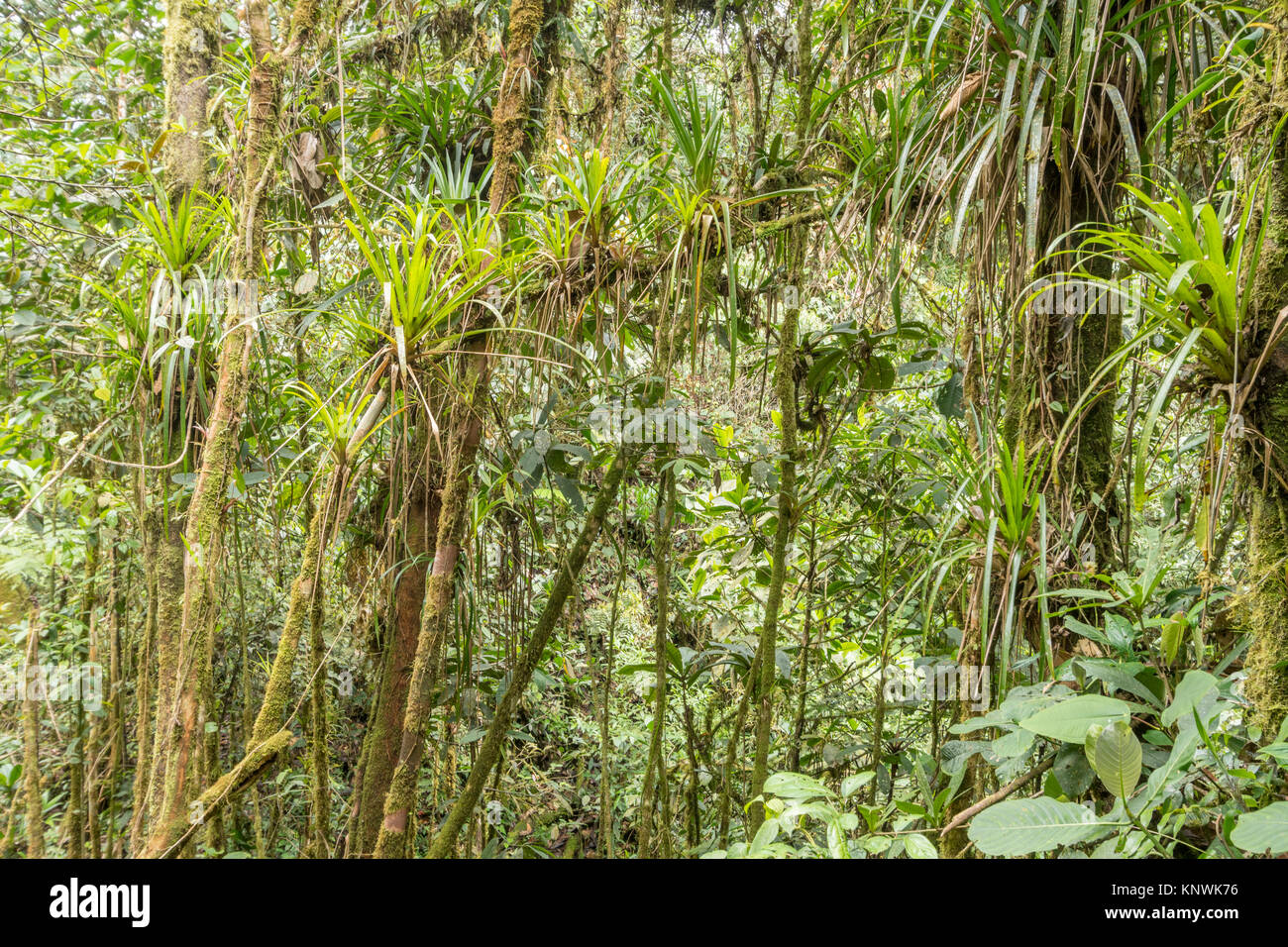 Monwane Tree Interior of montane rainforest with mossy tree trunks and many ...