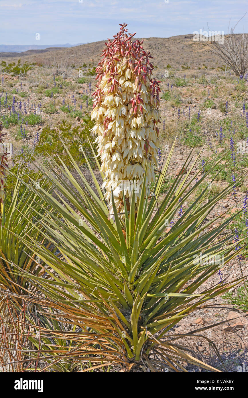 Torrey Yucca in Bloom in the Desert in Big Bend National Park in Texas Stock Photo