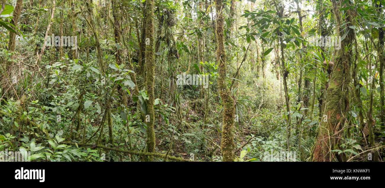 Monwane Tree Interior of montane rainforest with mossy tree trunks and many ...