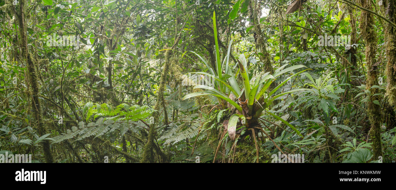 Many terrestrial bromeliads growing in montane rainforest with mossy tree trunks in the  Cordillera del Condor, a site of high biodiversity and endemi Stock Photo