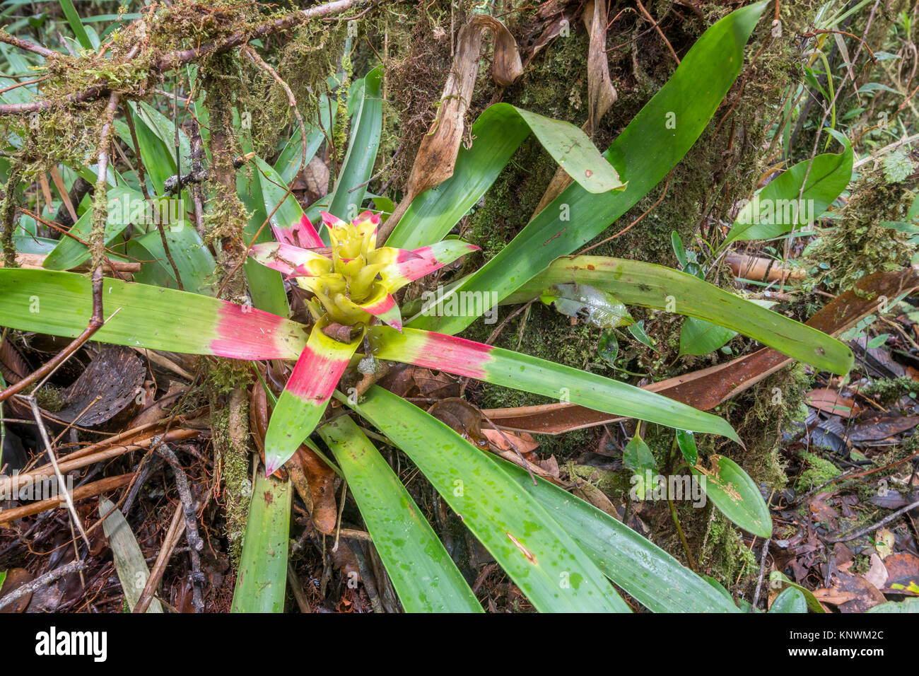 Terrestrial Guzmania bromeliad growing in montane rainforest  in the  Cordillera del Condor, a site of high biodiversity and endemism in southern Ecua Stock Photo