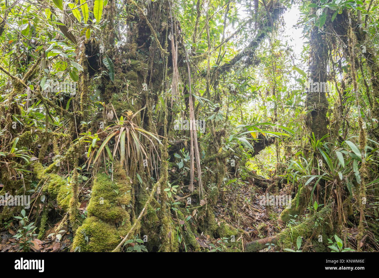 Monwane Tree Interior of montane rainforest with mossy tree trunks and many ...