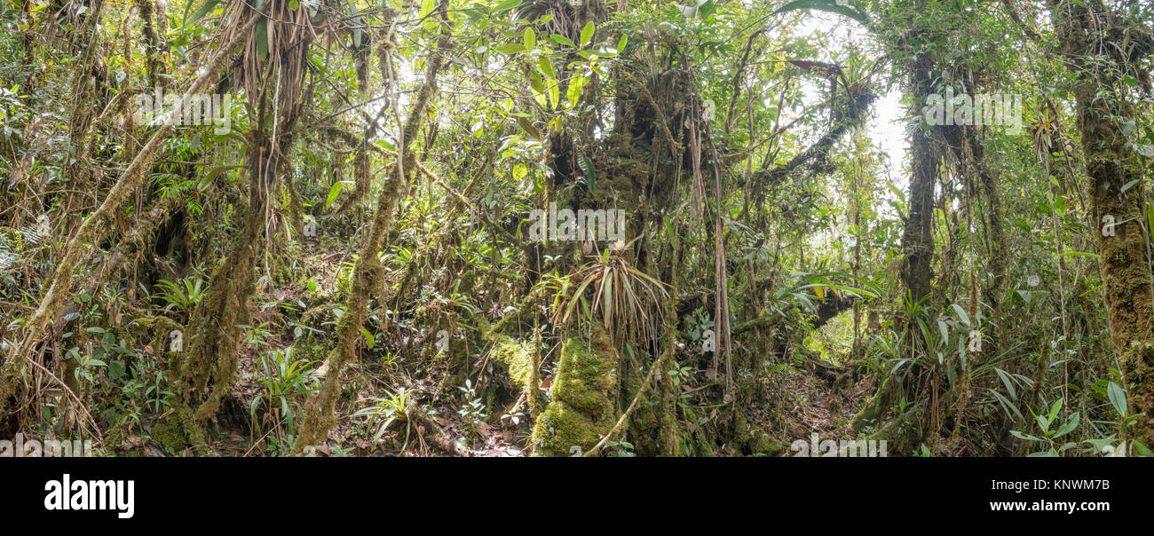 Monwane Tree Panorama of the interior of montane rainforest with mossy tree trunks ...