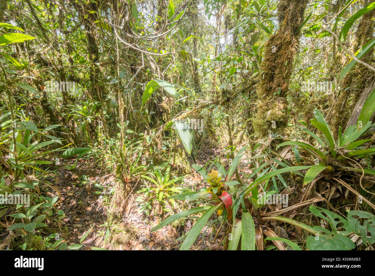 Many terrestrial bromeliads growing in montane rainforest with mossy