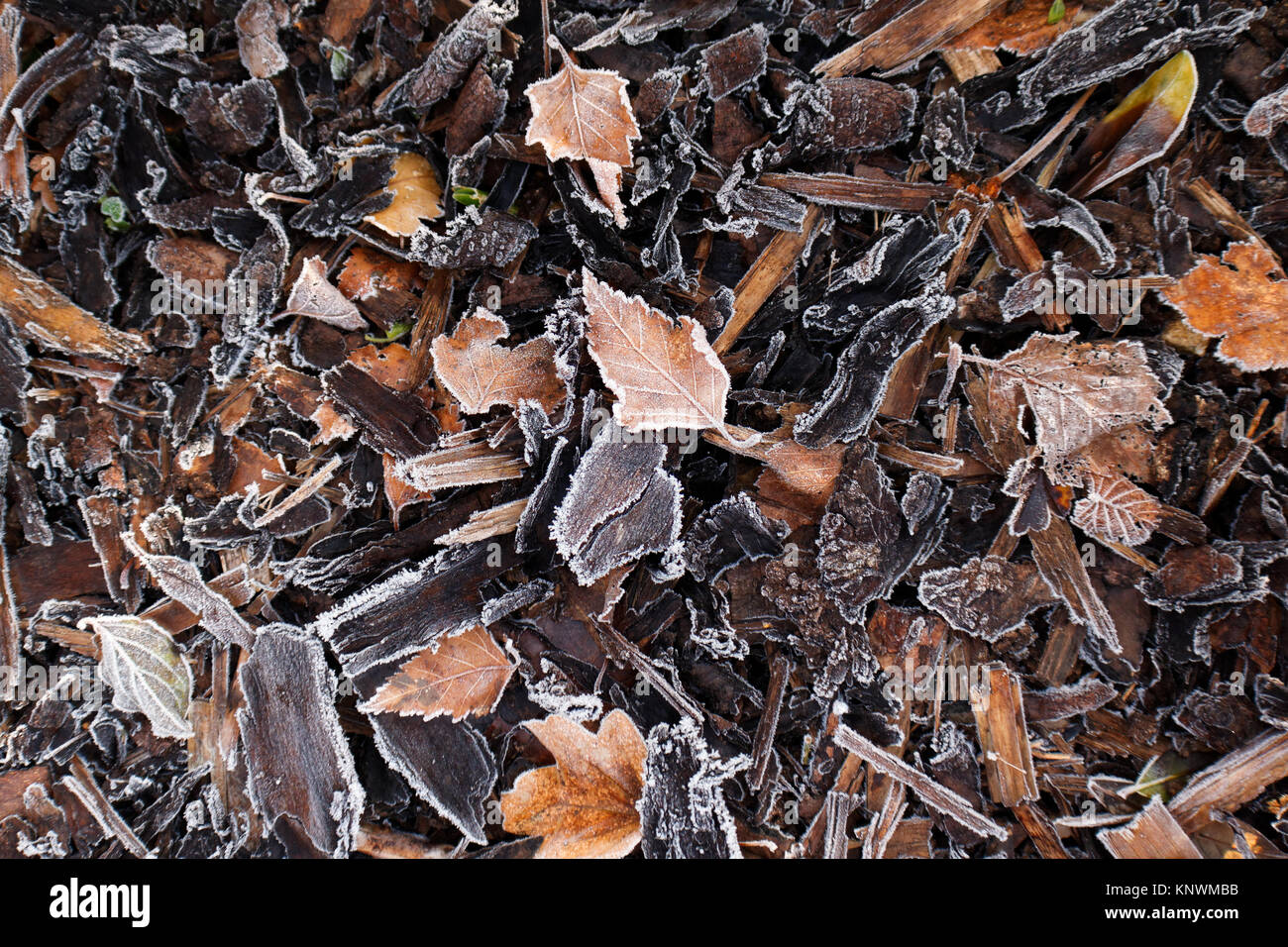 Frosted wood bark in forest floor. Forest soil texture background. Stock Photo