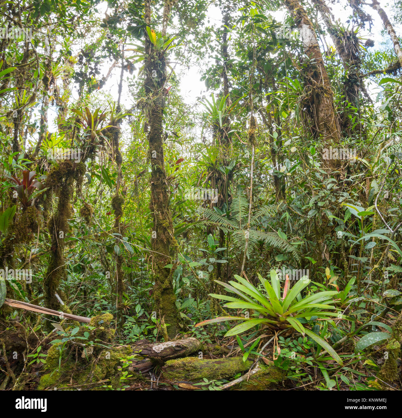 Monwane Tree The interior of montane rainforest with mossy tree trunks and a ...