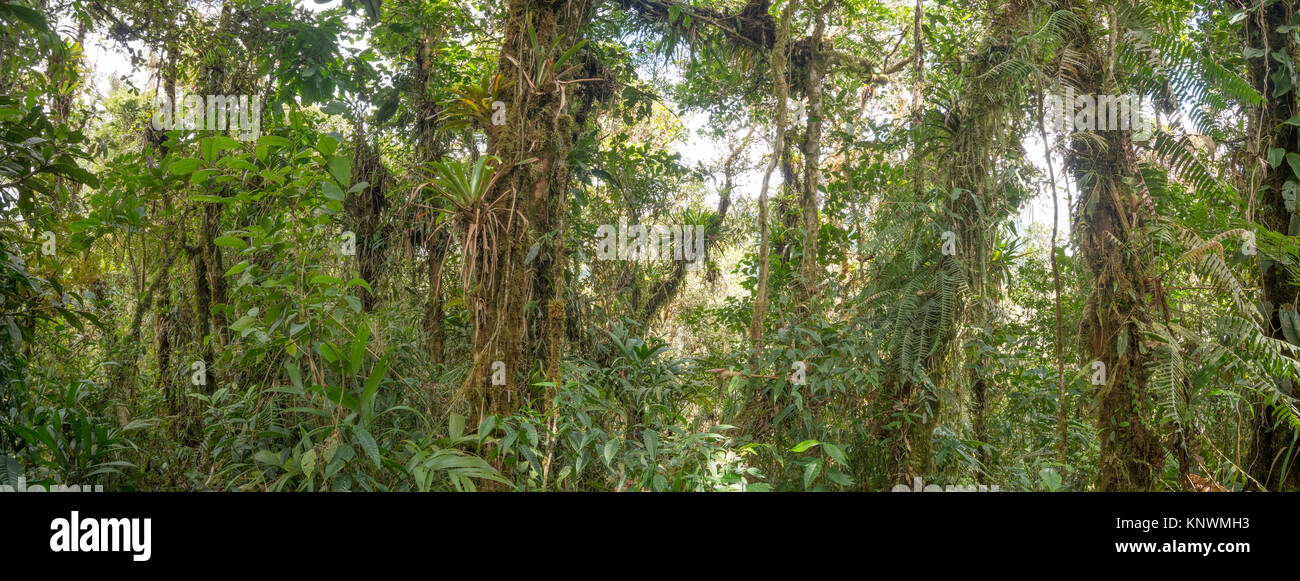 Monwane Tree Panorama of the interior of montane rainforest with mossy tree trunks ...