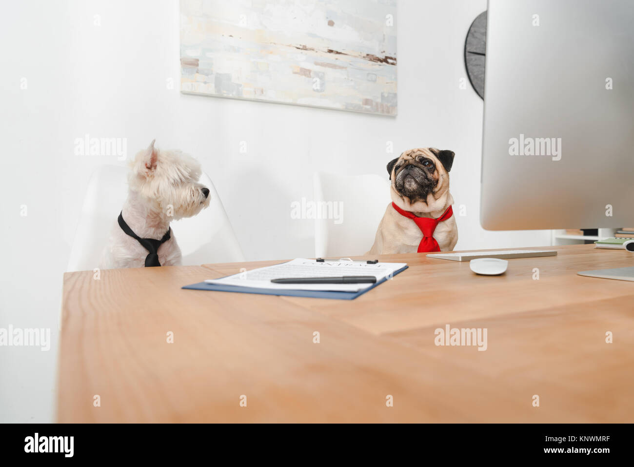 business dogs in office Stock Photo Alamy
