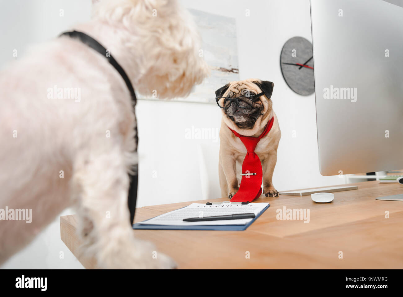 business dogs in office Stock Photo Alamy