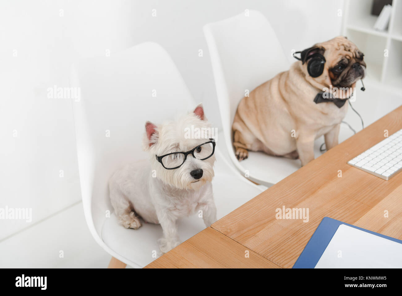 business dogs at workplace Stock Photo Alamy
