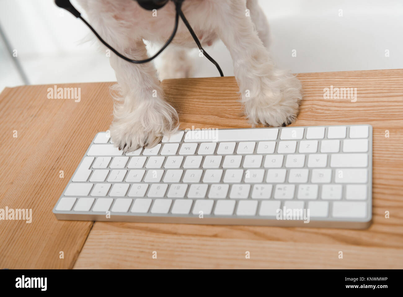 dog with keyboard Stock Photo Alamy