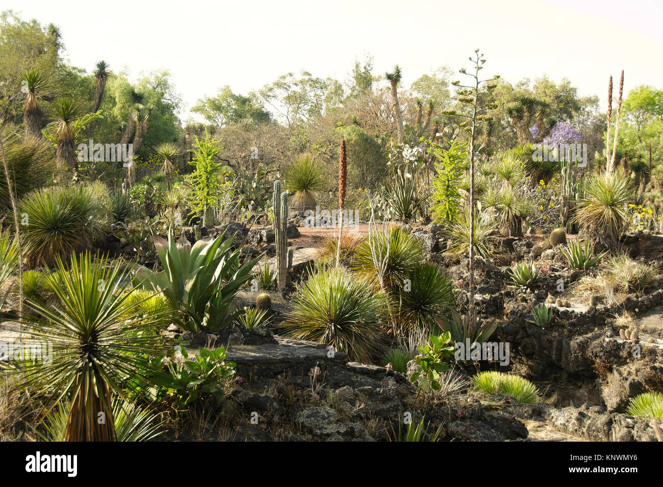 Native plants at the UNAM botanical garden, Mexico City, Mexico Stock