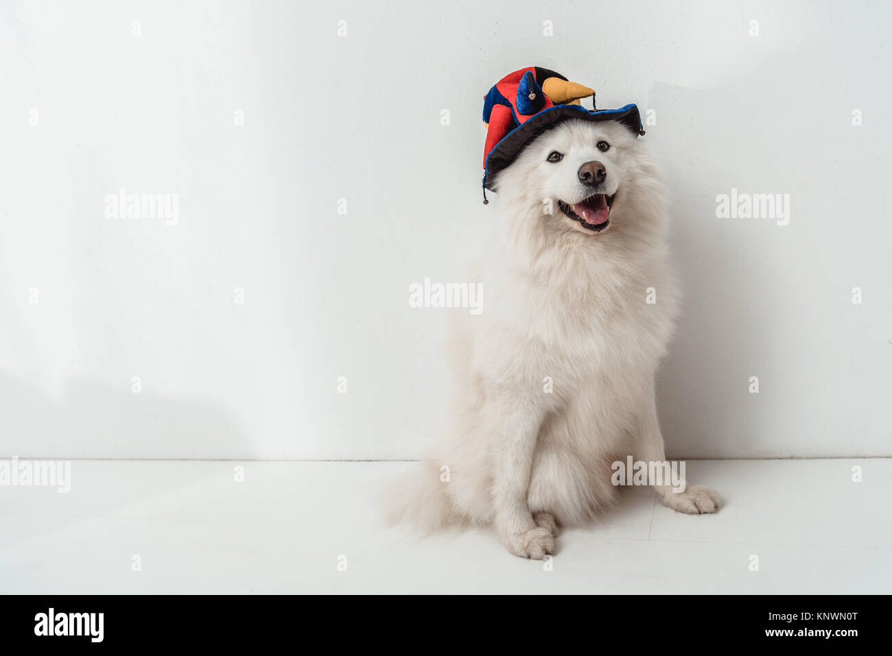 dog in funny hat Stock Photo Alamy