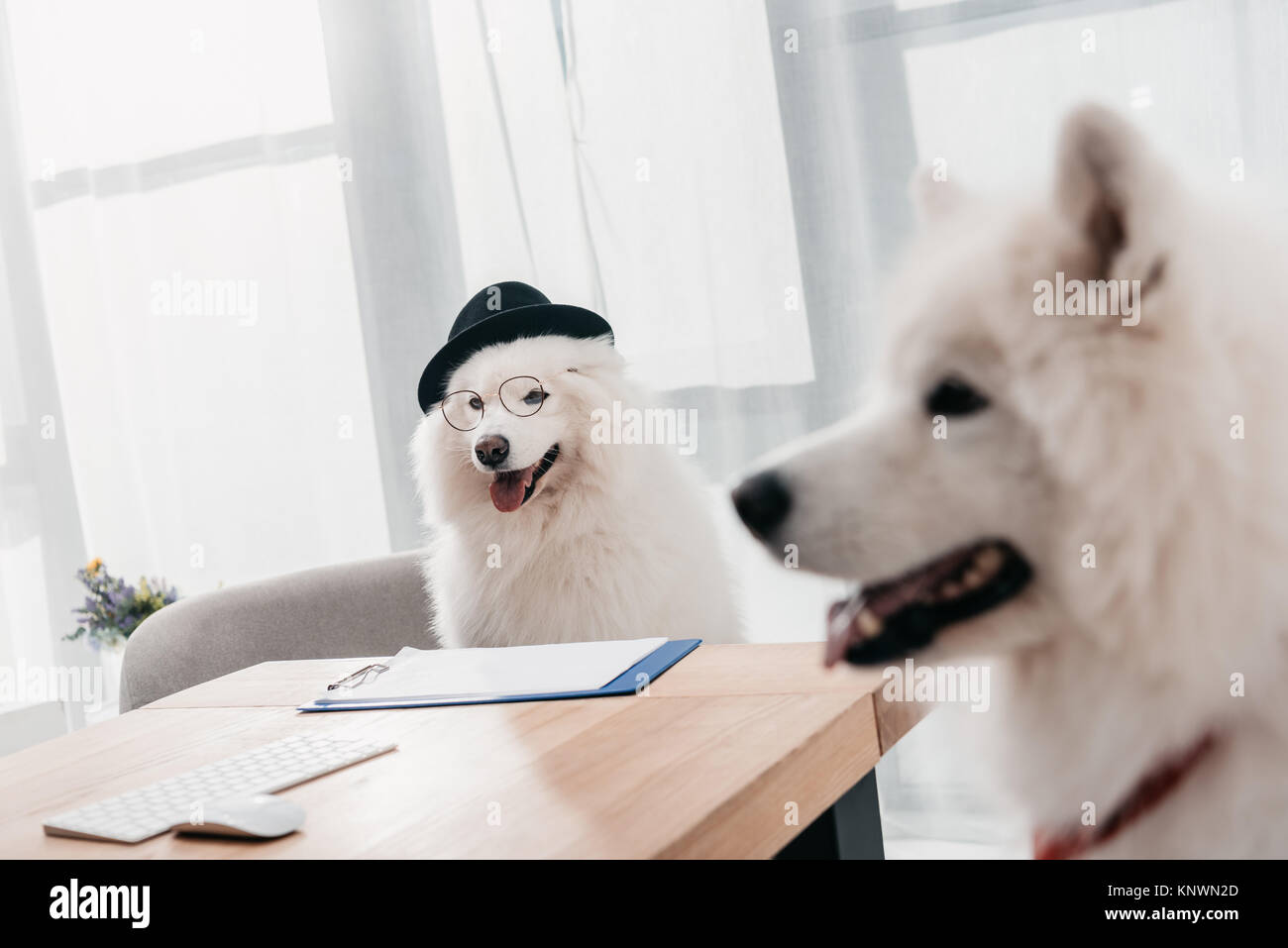 business dogs in office Stock Photo Alamy