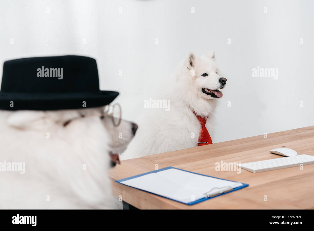 business dogs at workplace Stock Photo Alamy