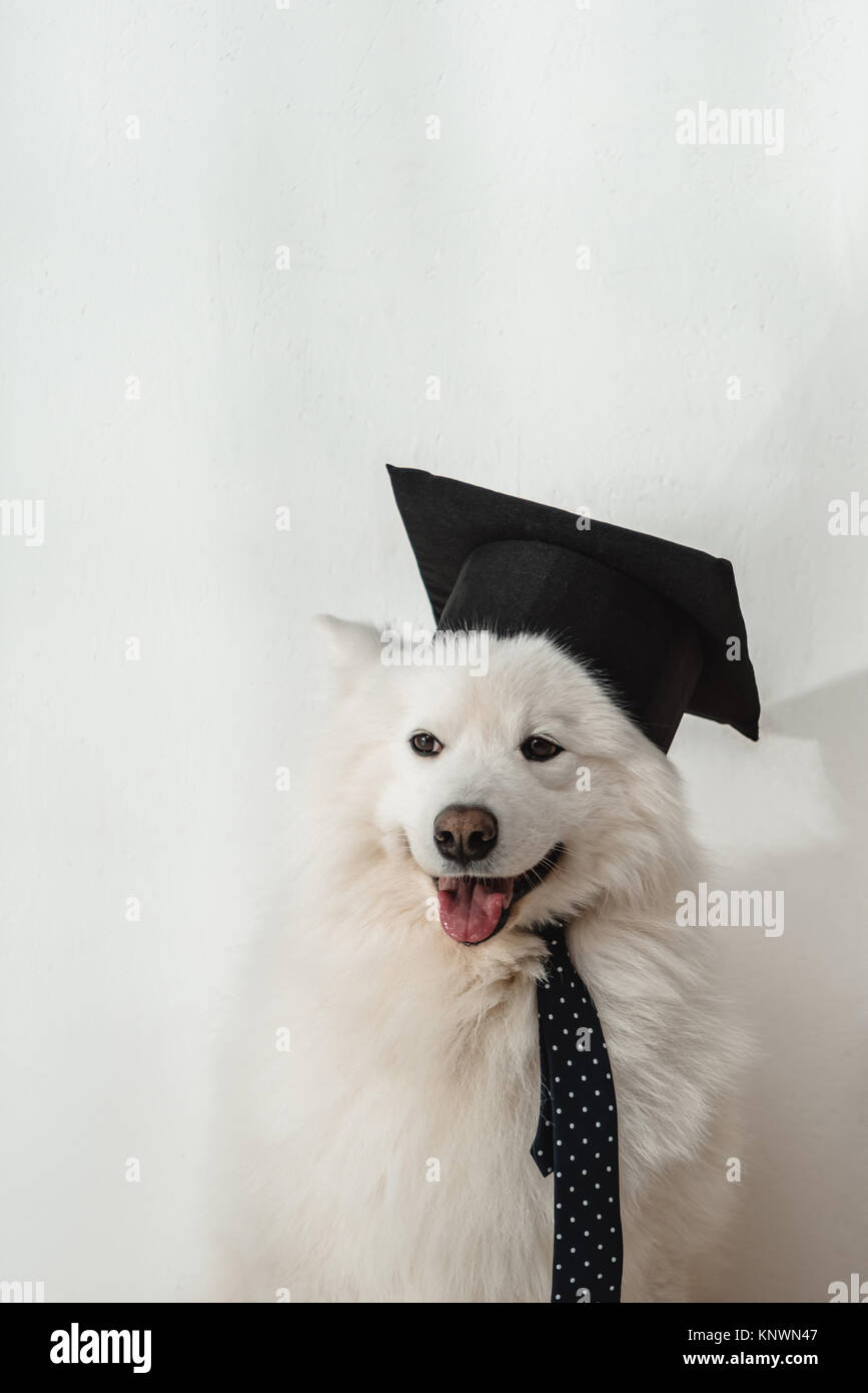 dog in graduation hat Stock Photo 168366471 Alamy