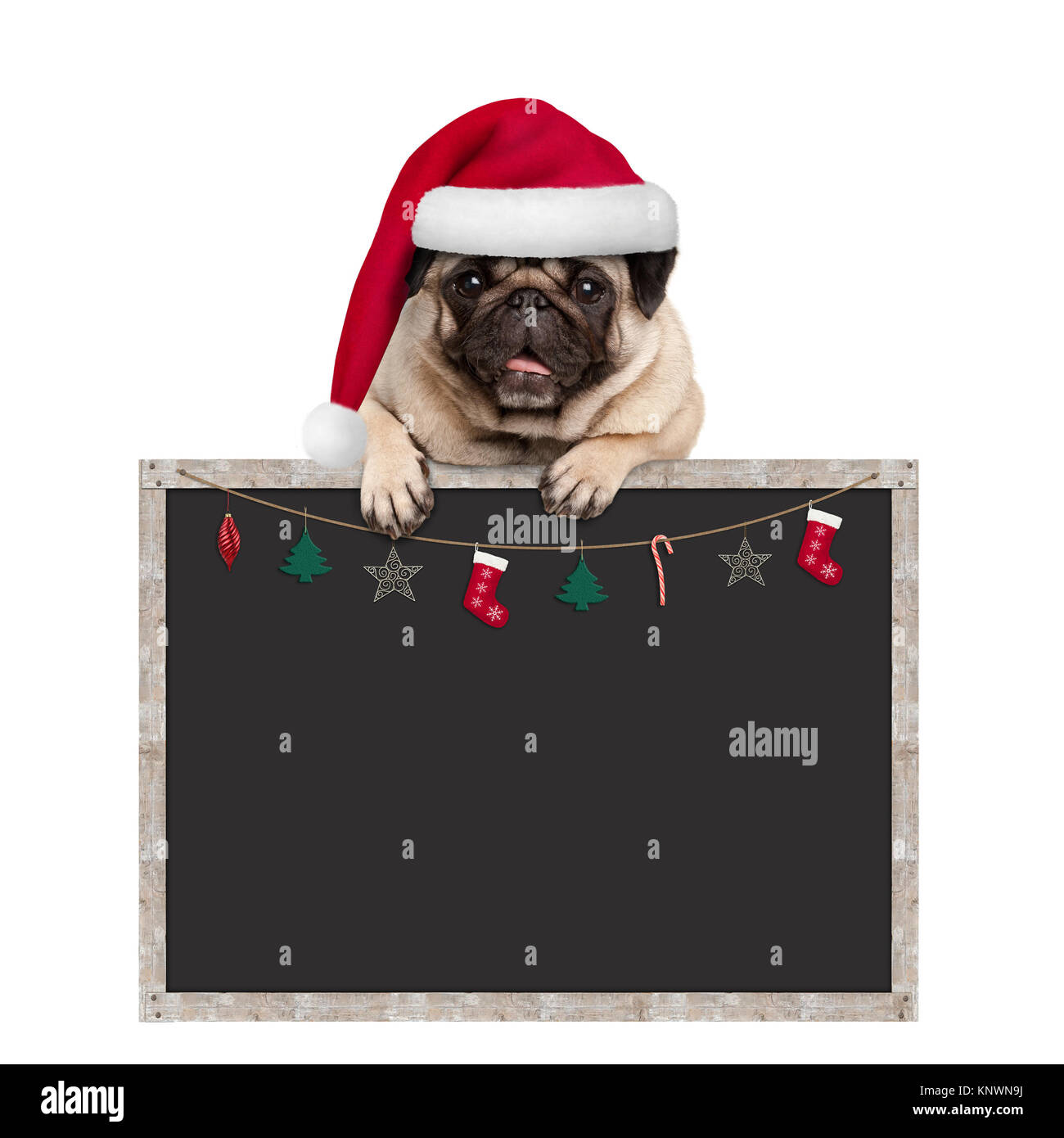 cute pug puppy dog wearing santa hat hanging with paws on blank ...