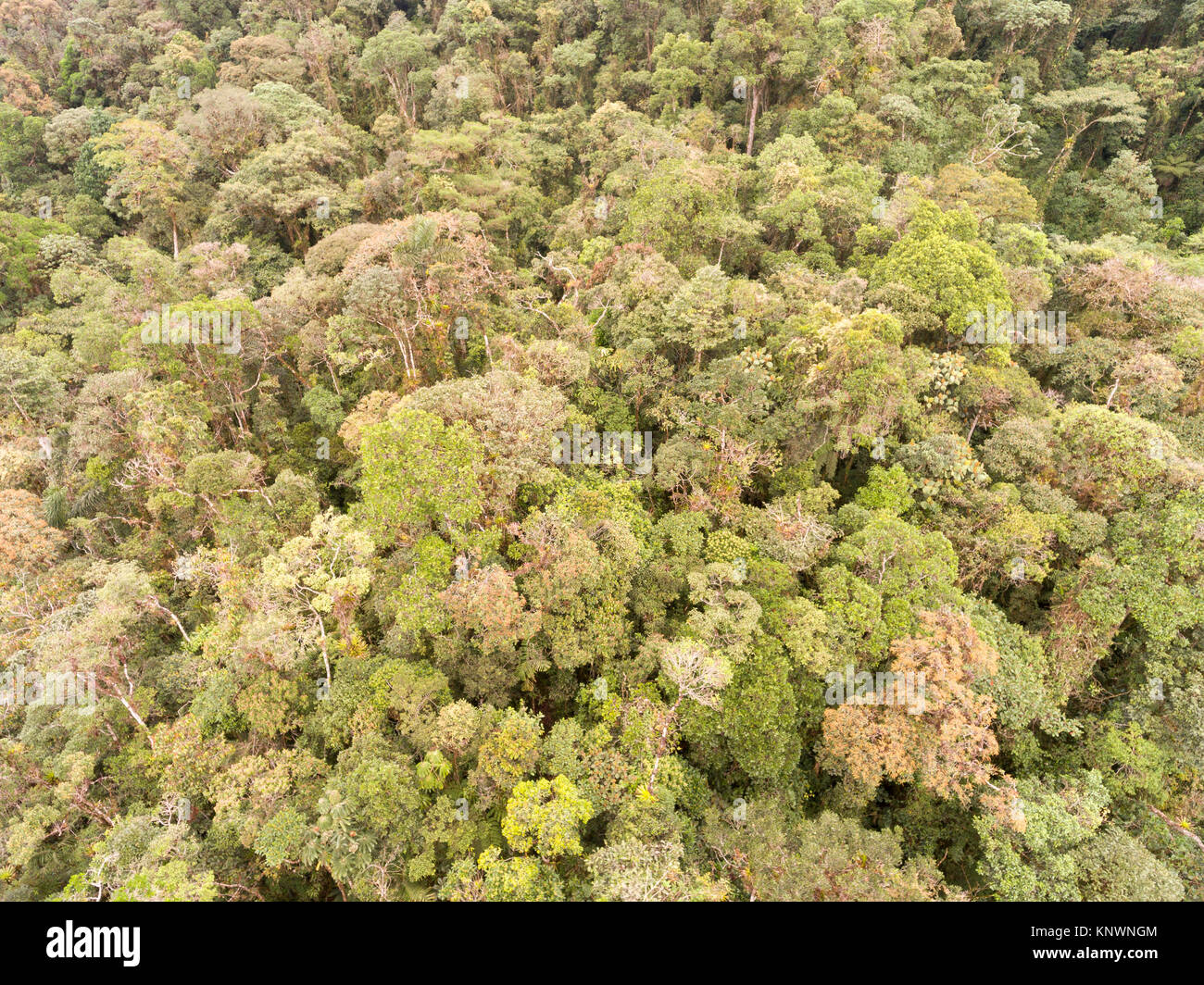 Looking down on the canopy of montane rainforest in the Cordillera del Condor on the border of Ecuador with Peru. This pristine mountain range is a si Stock Photo