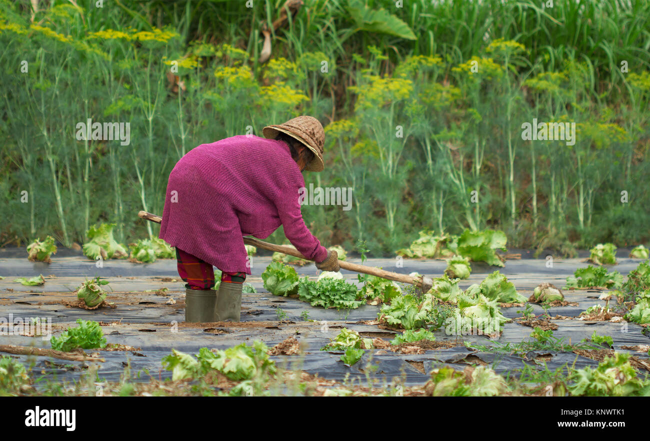 Poor old asian woman farmer working Stock Photo