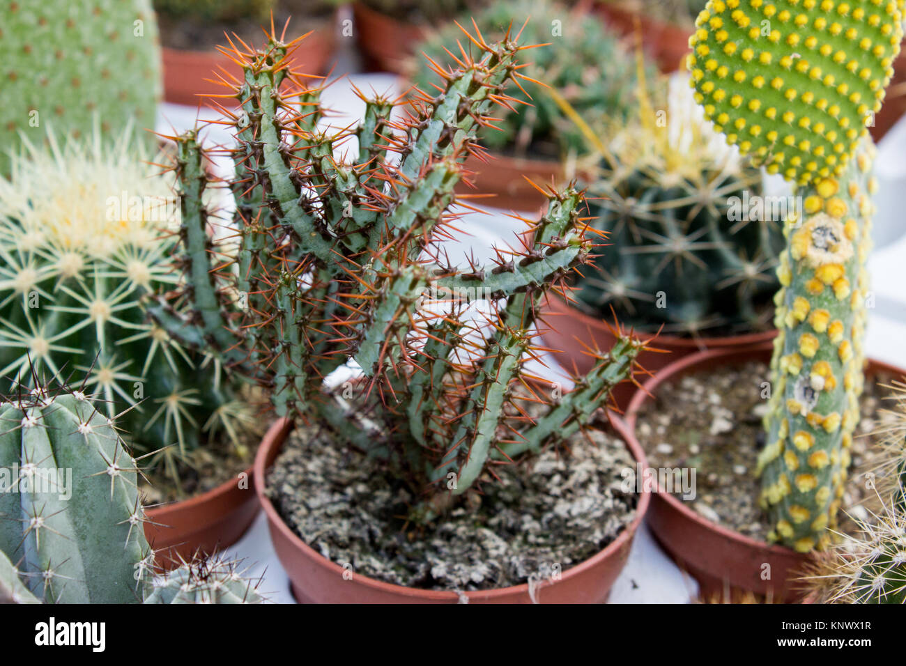 Various cacti in plastic pots, close up shot Stock Photo