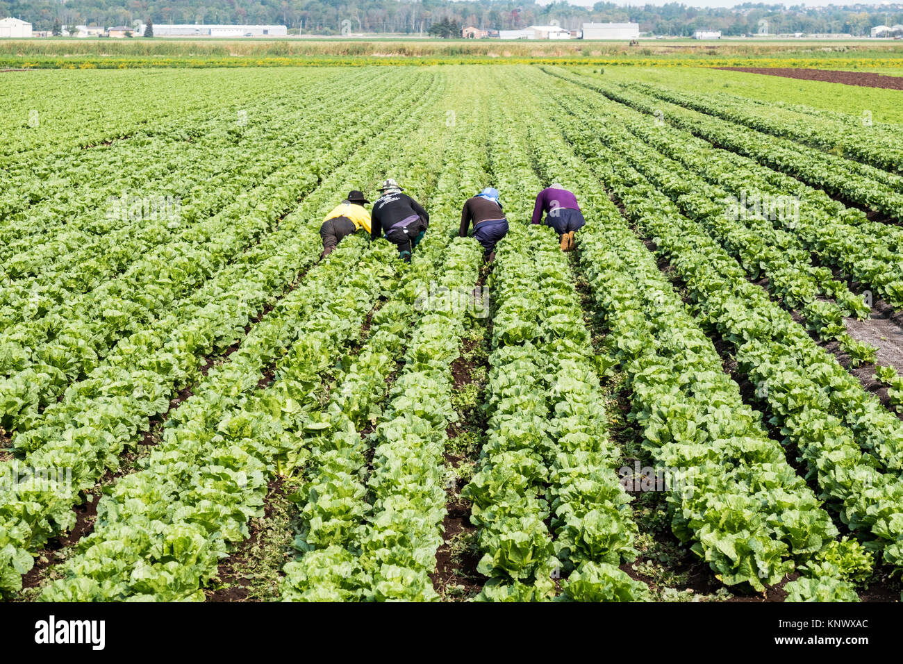Agriculture field workers harvesting vegetable crops of celery and carrots at Holland March in