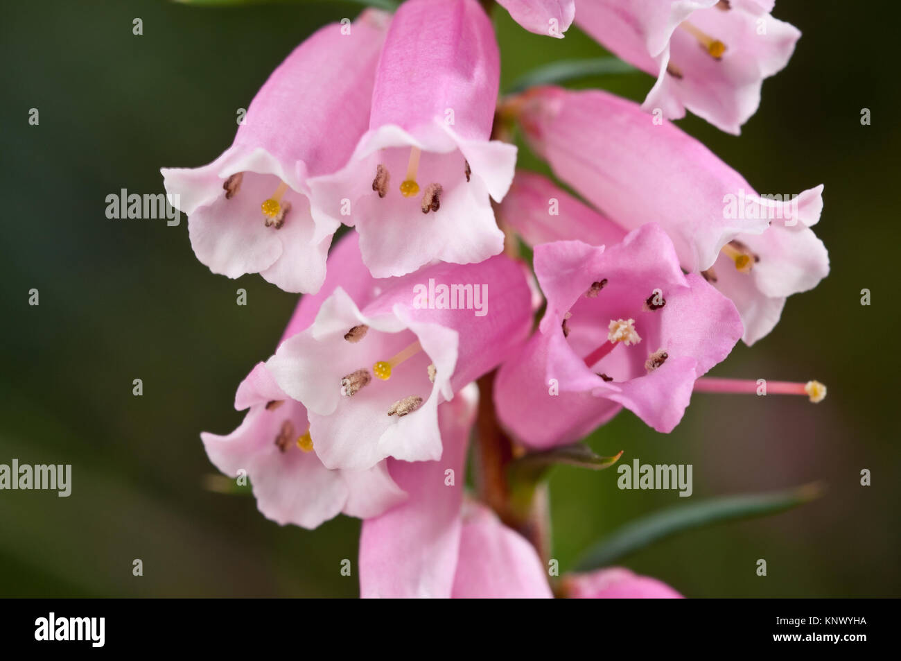 An unusual close-up angle of the flower of  Common Heath Epacris impressa. Growing to a height of 2-3 metres, it is more often seen between .5 to 1 metre Stock Photo