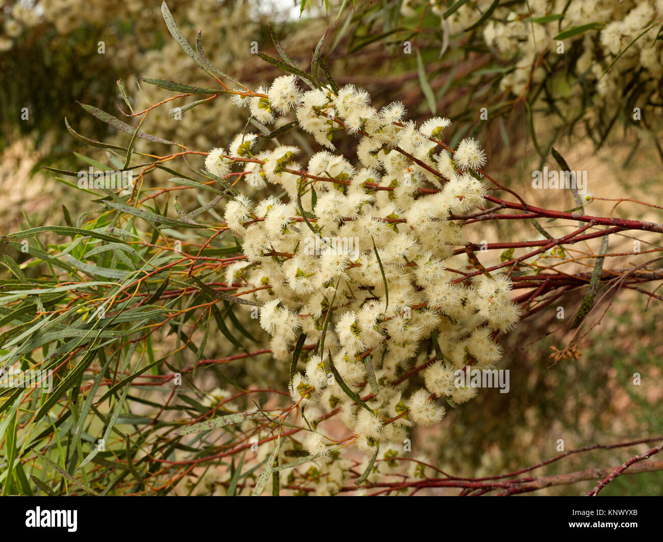 Cream flowers on Mallee Tree, Australia Stock Photo