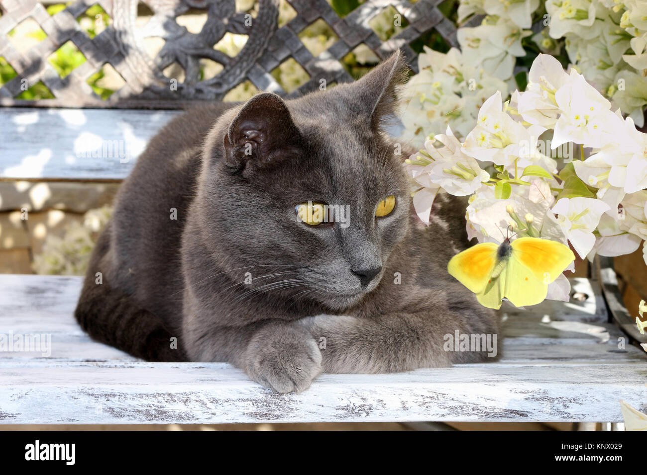 blue domestic cat watching a yellow butterfly Stock Photo