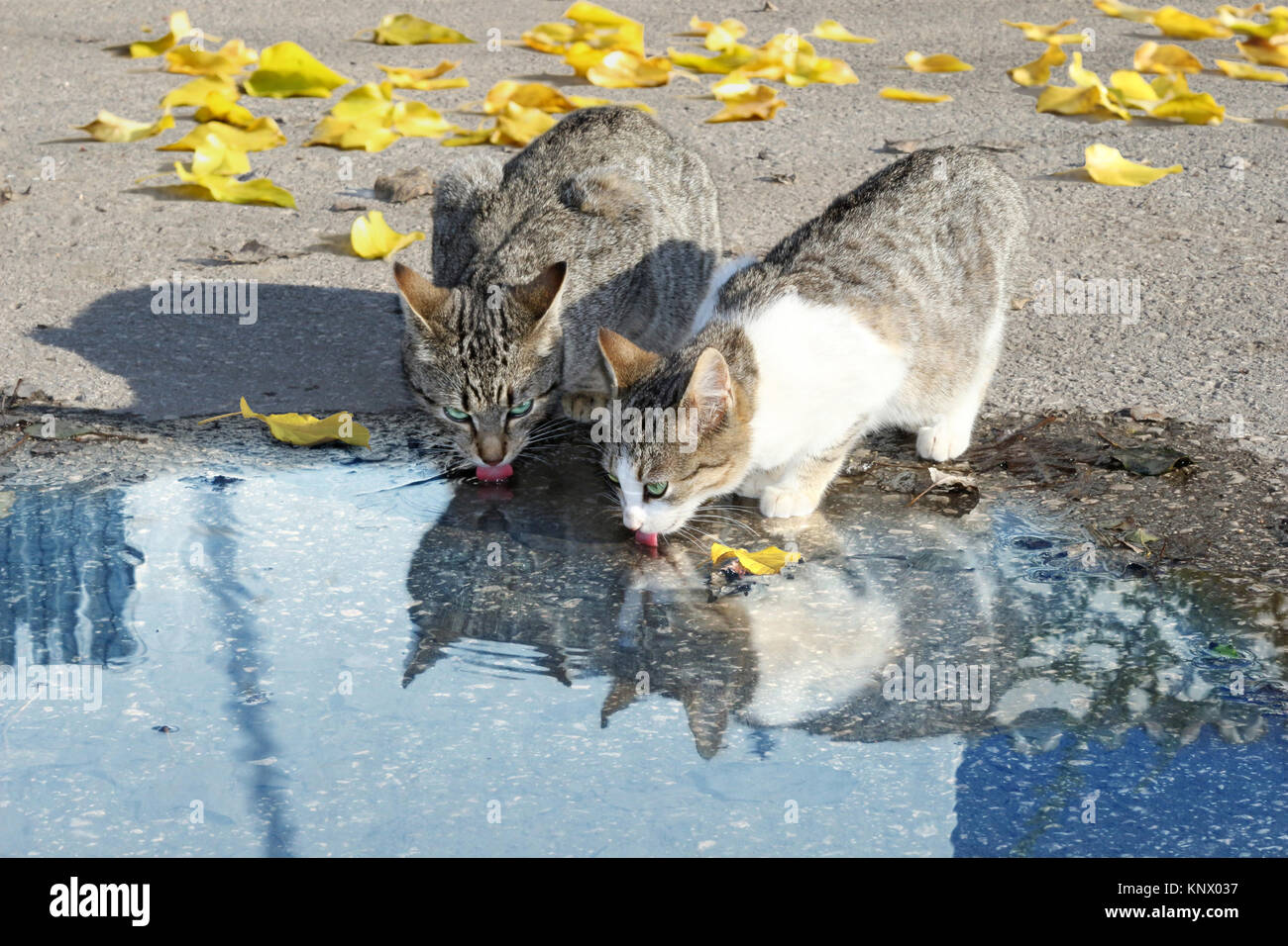 two cats drinking water from a puddle Stock Photo Alamy