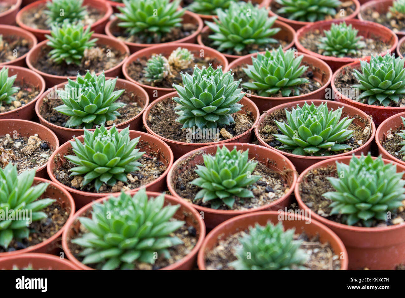 Succulent plantation in nursery Stock Photo Alamy