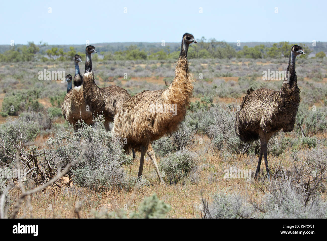 Mob of Emu's grazing outback Australia. Stock Photo