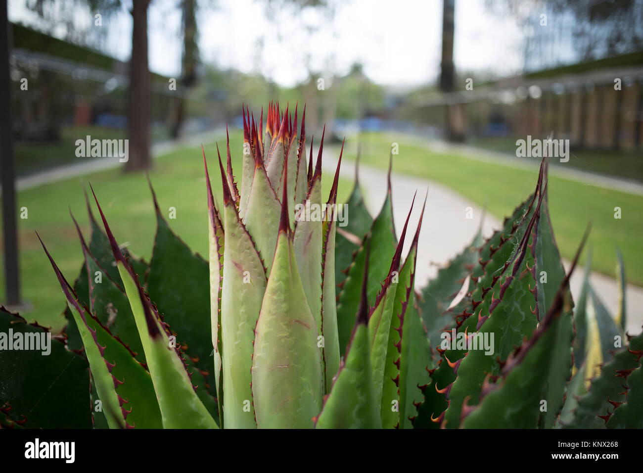 Cactus in the neighborhood against a blur background Stock Photo
