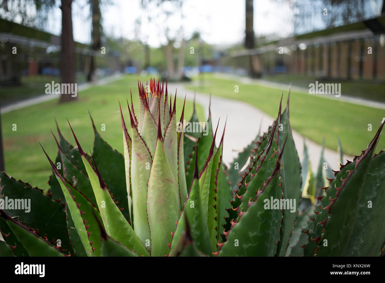 Cactus in a Walkway Stock Photo
