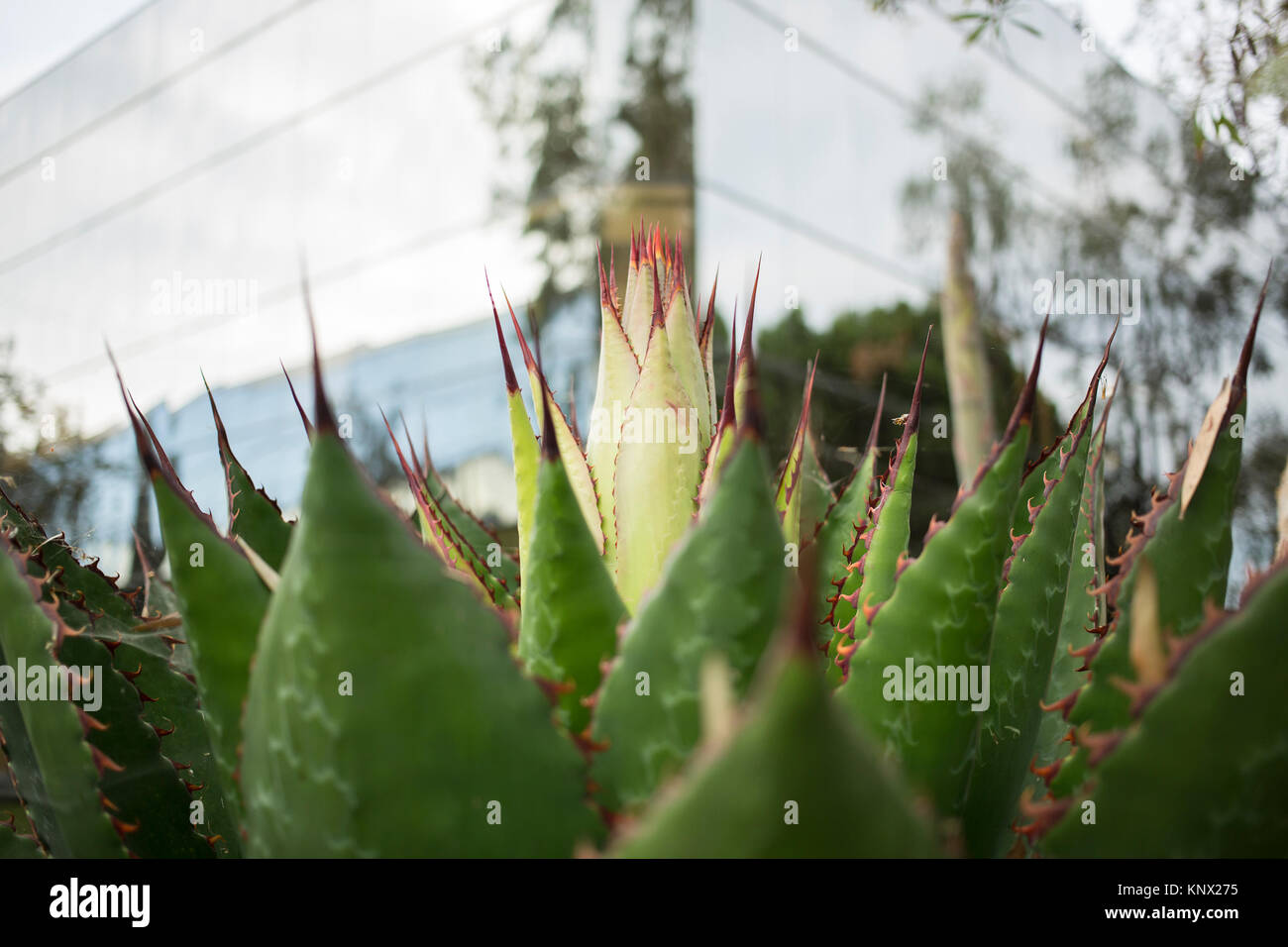 Cacti in front of blurred building Stock Photo