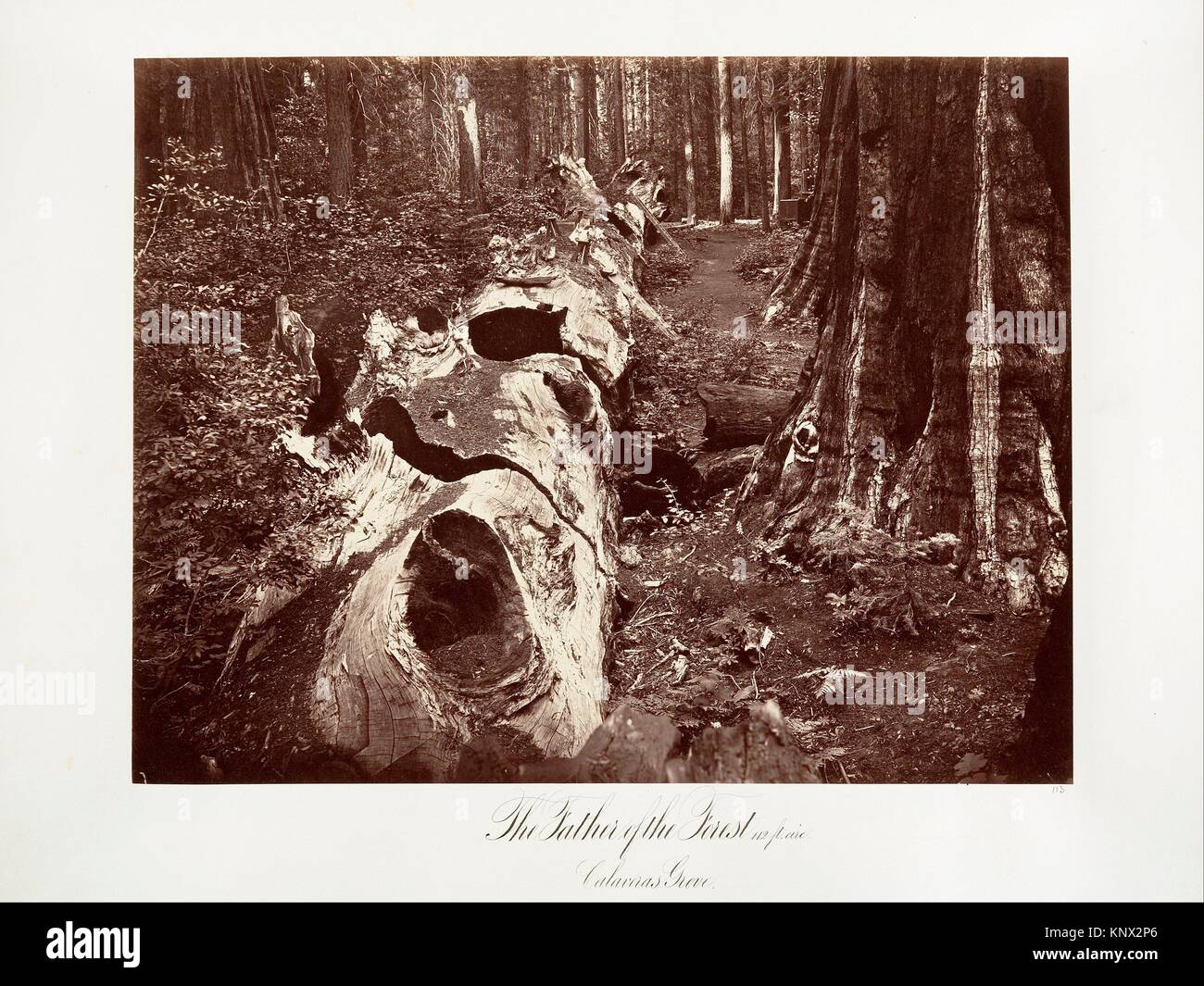 The Father of the Forest, 112 feet circumference, Calaveras Grove. Artist: Carleton E. Watkins (American, 1829-1916); Date: 1865-66, printed ca. Stock Photo
