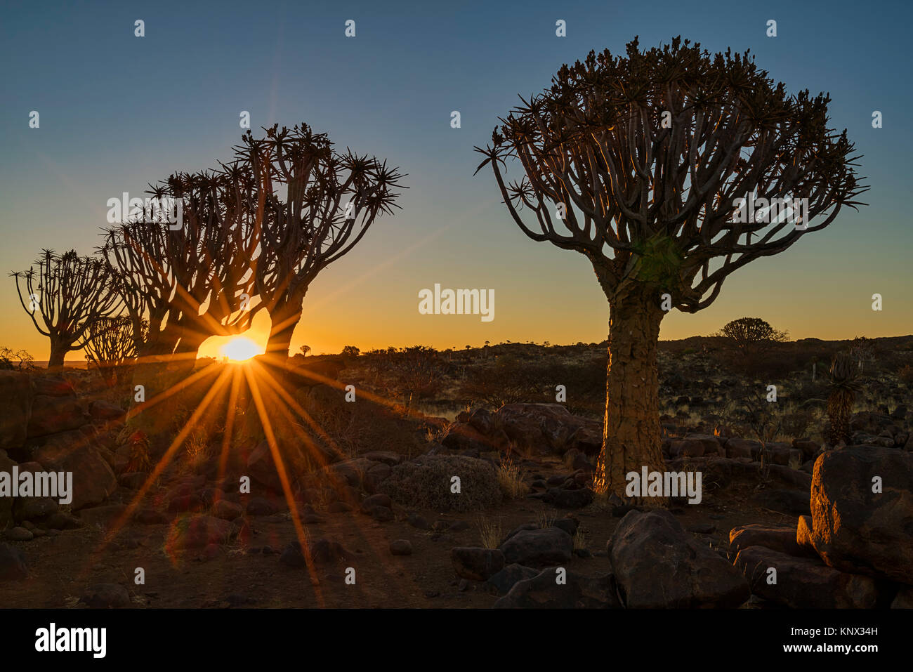 Quiver tree sunset Stock Photo - Alamy
