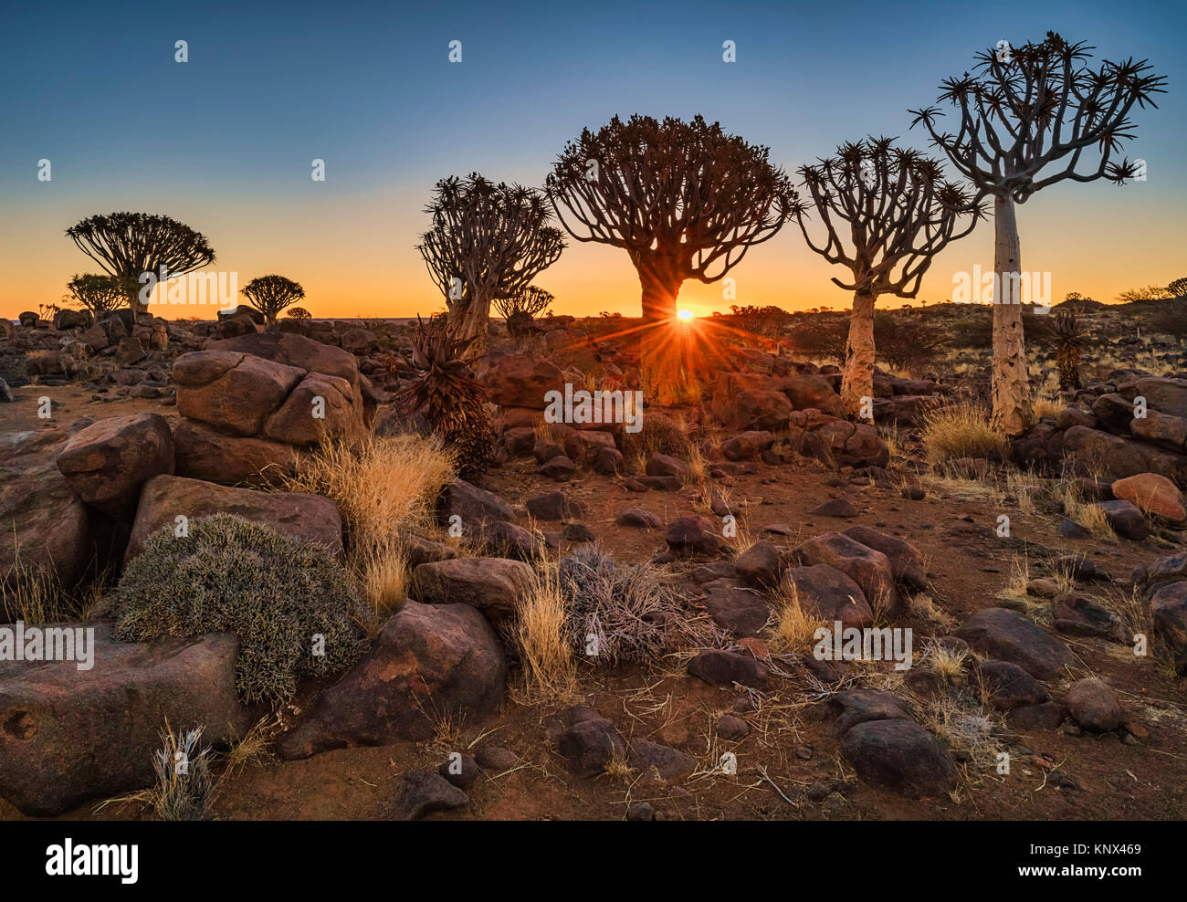Quiver tree sunset Stock Photo - Alamy