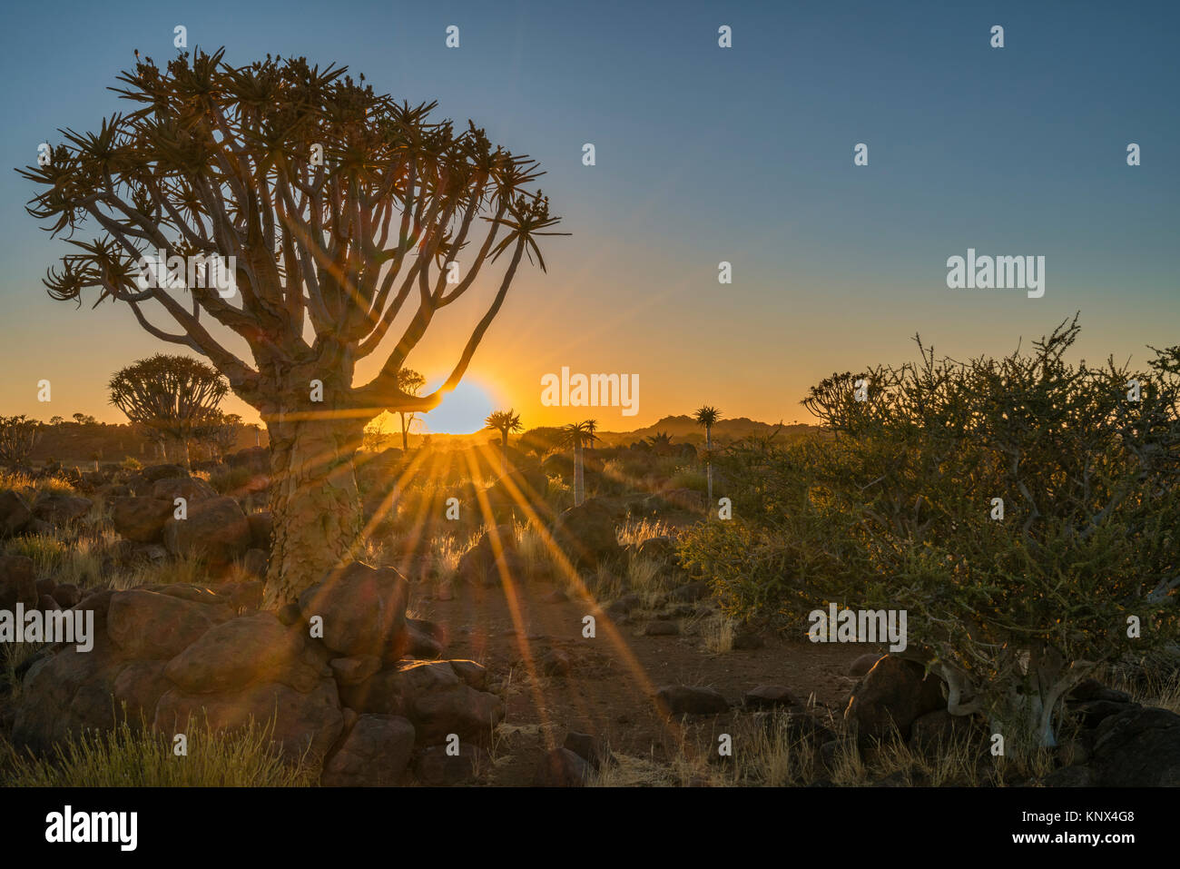 Quiver tree sunset Stock Photo - Alamy