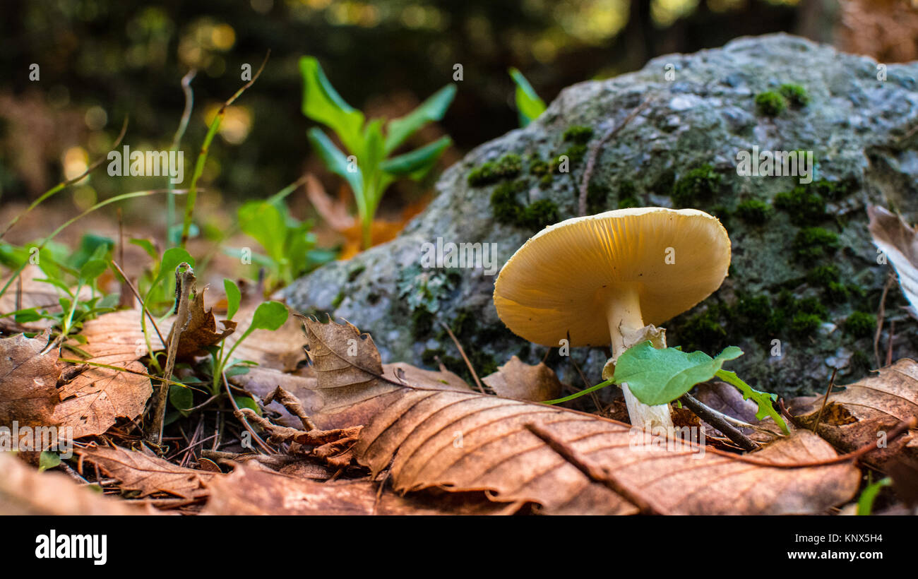 Mushroom closeup in the forest Stock Photo - Alamy
