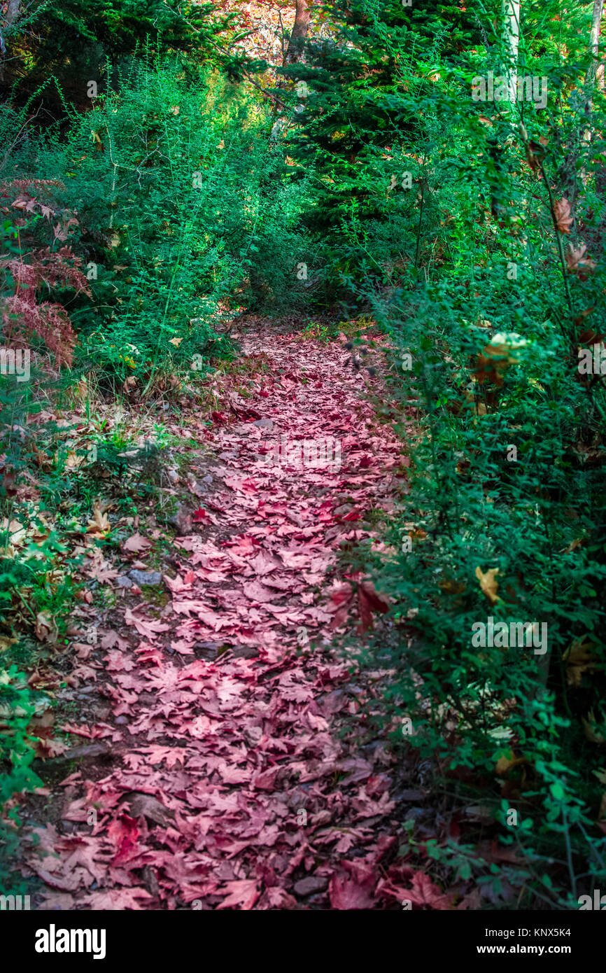 A path of colorful leaves through the forest in autumn Stock Photo - Alamy