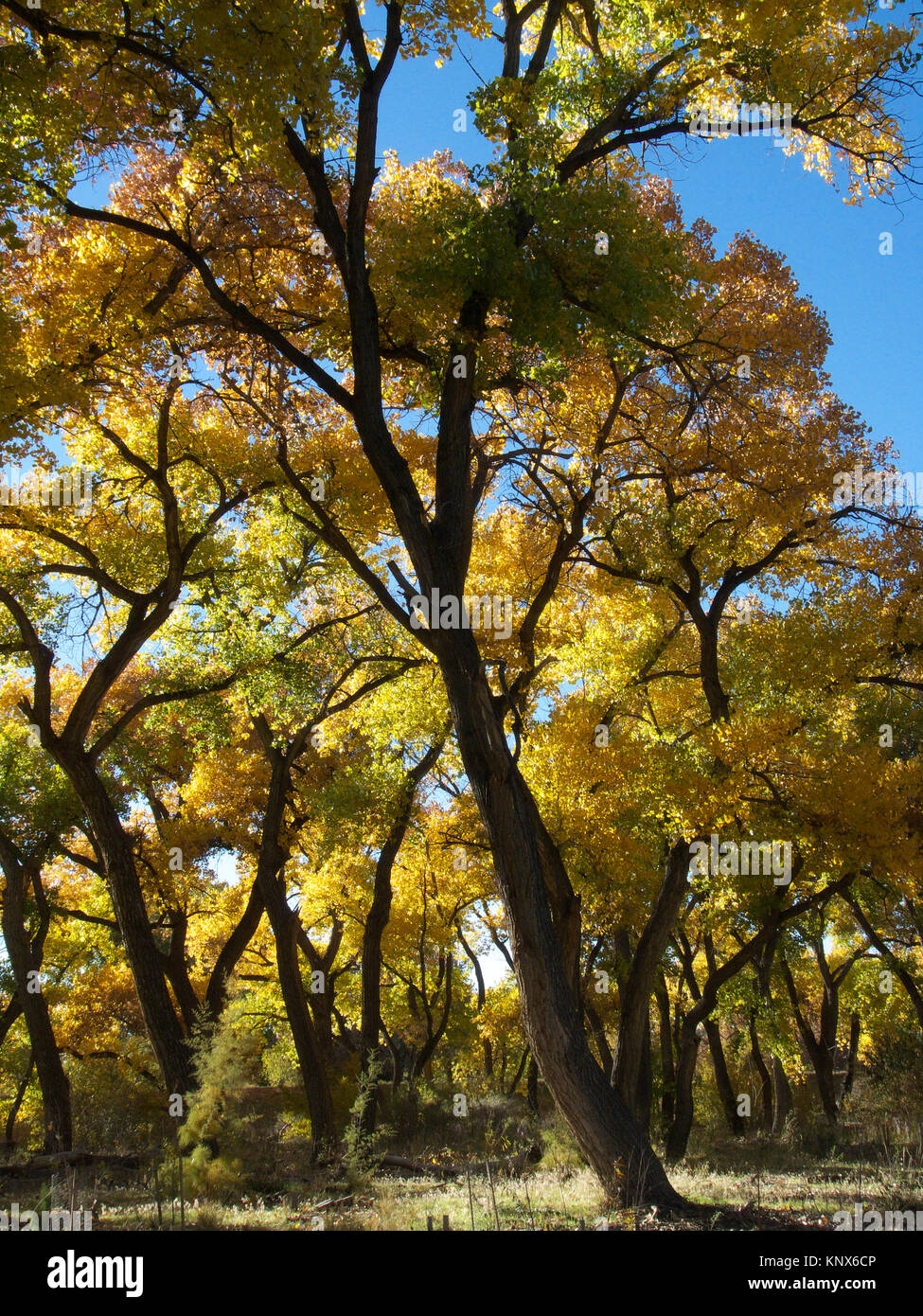 Cottonwood forest along Rio Grande in Autumn Stock Photo Alamy