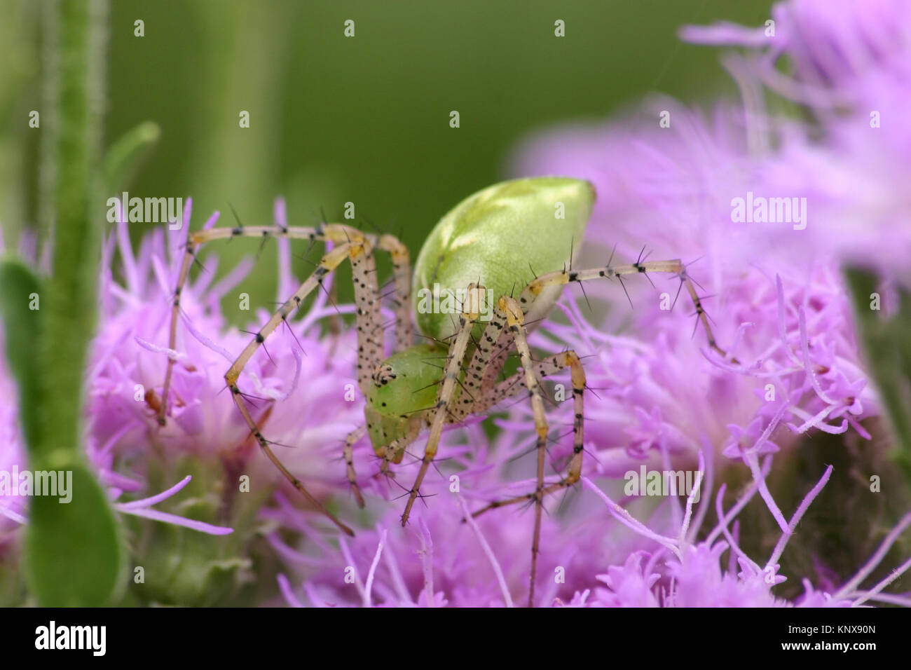 Closeup of an adult Green Lynx spider on purple paintbrush plants in Florida Stock Photo